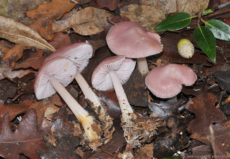 Escursione del tardo autunno nelle colline chiantigiane